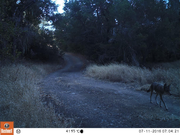 Lone Coyote