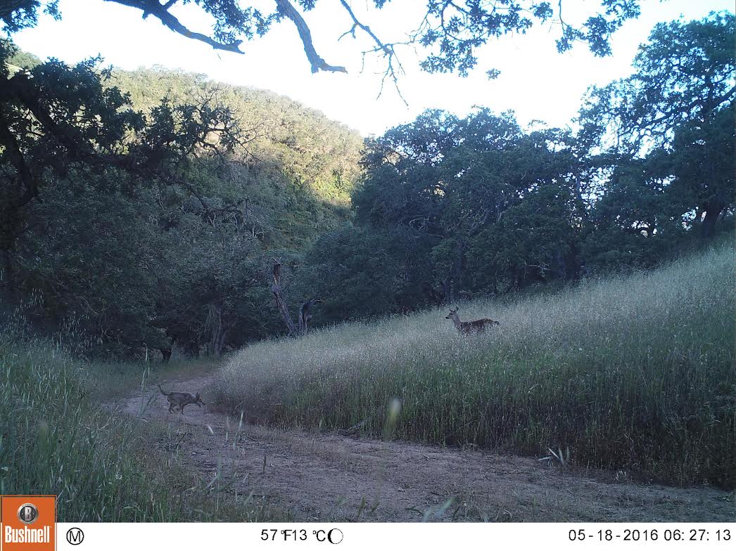 Coyote Deer Kill