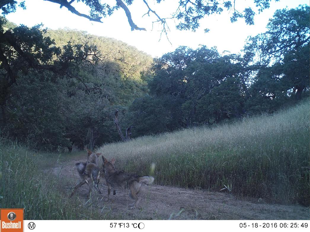 Coyote Deer Kill