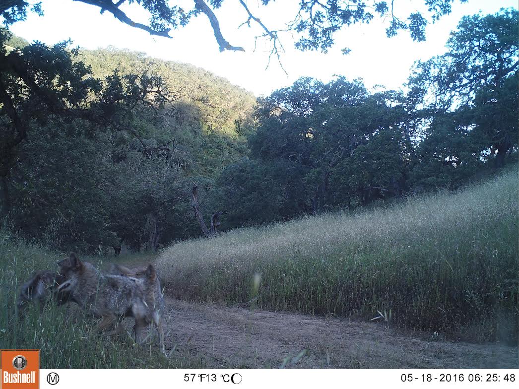 Coyote Deer Killb