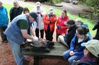 Dr. Dave Jessup Demonstrates a Necropsy of a Wild Turkey Found Dead in the Field