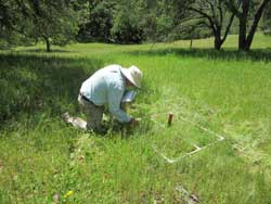 Botanist Rod Myatt