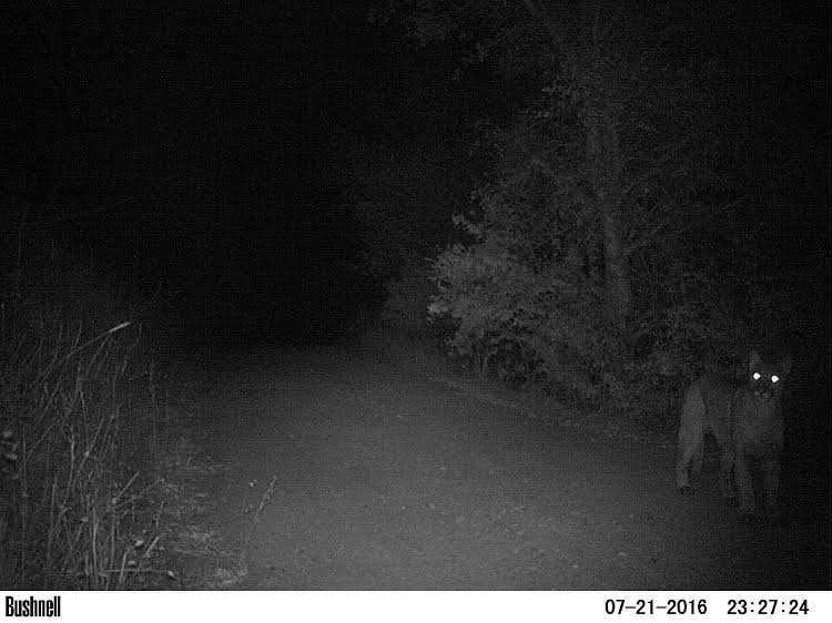 Night Carnivore